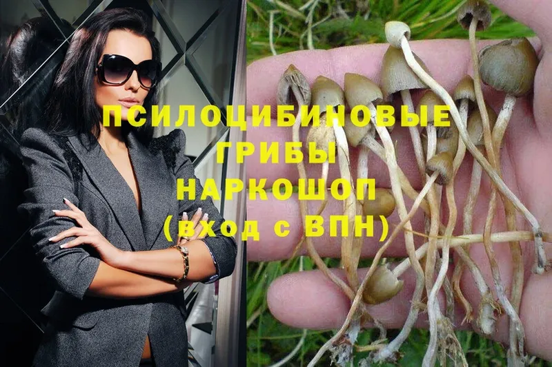 Псилоцибиновые грибы Psilocybe  Заводоуковск 